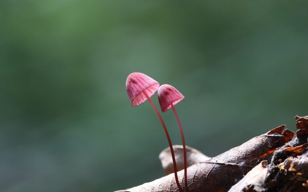 What can you trust when in a season of grief and loss. Rely on the invisible, mycelial networks of love and care.