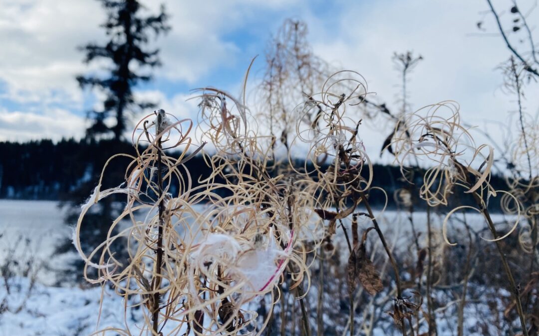 Entangled with the more-than-human world