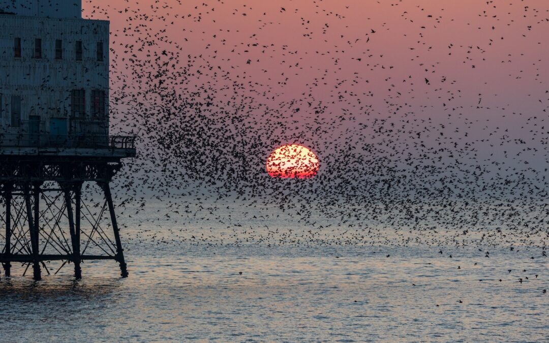 Murmuration of Swallows by Pete Godfrey, Unsplash