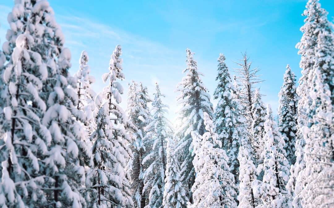 Snow on spruce trees in winter